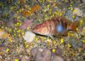 Leptopsammia pruvoti